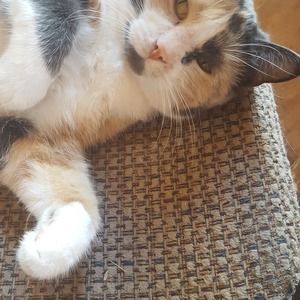 Meet your Posher, Leota